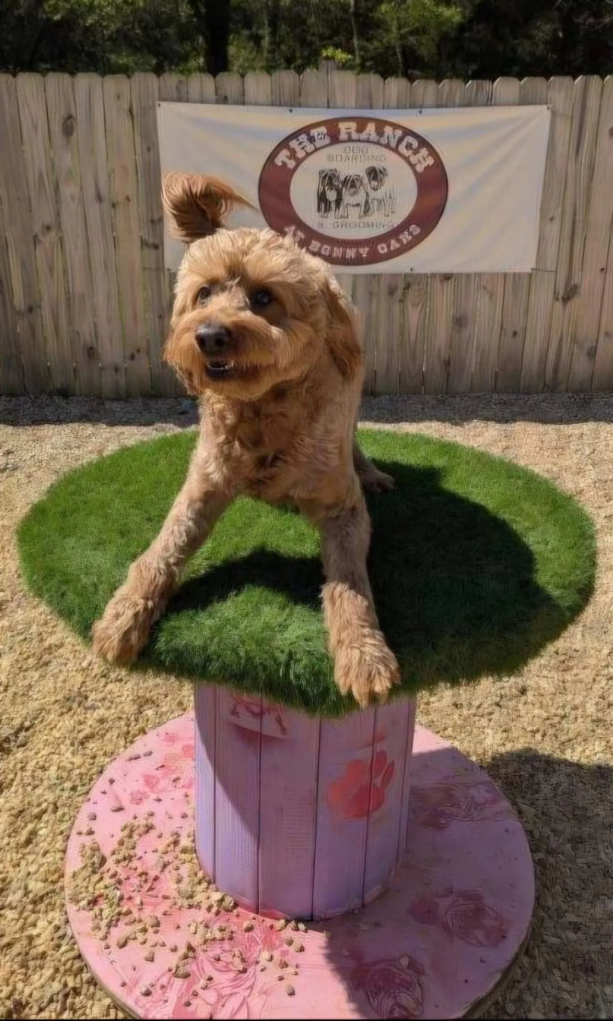 A goldendoodle on a play platform in front of The Ranch banner