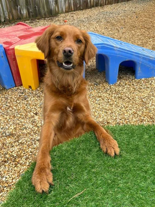 A red golden retriever lounging on the turf beside the play equipment