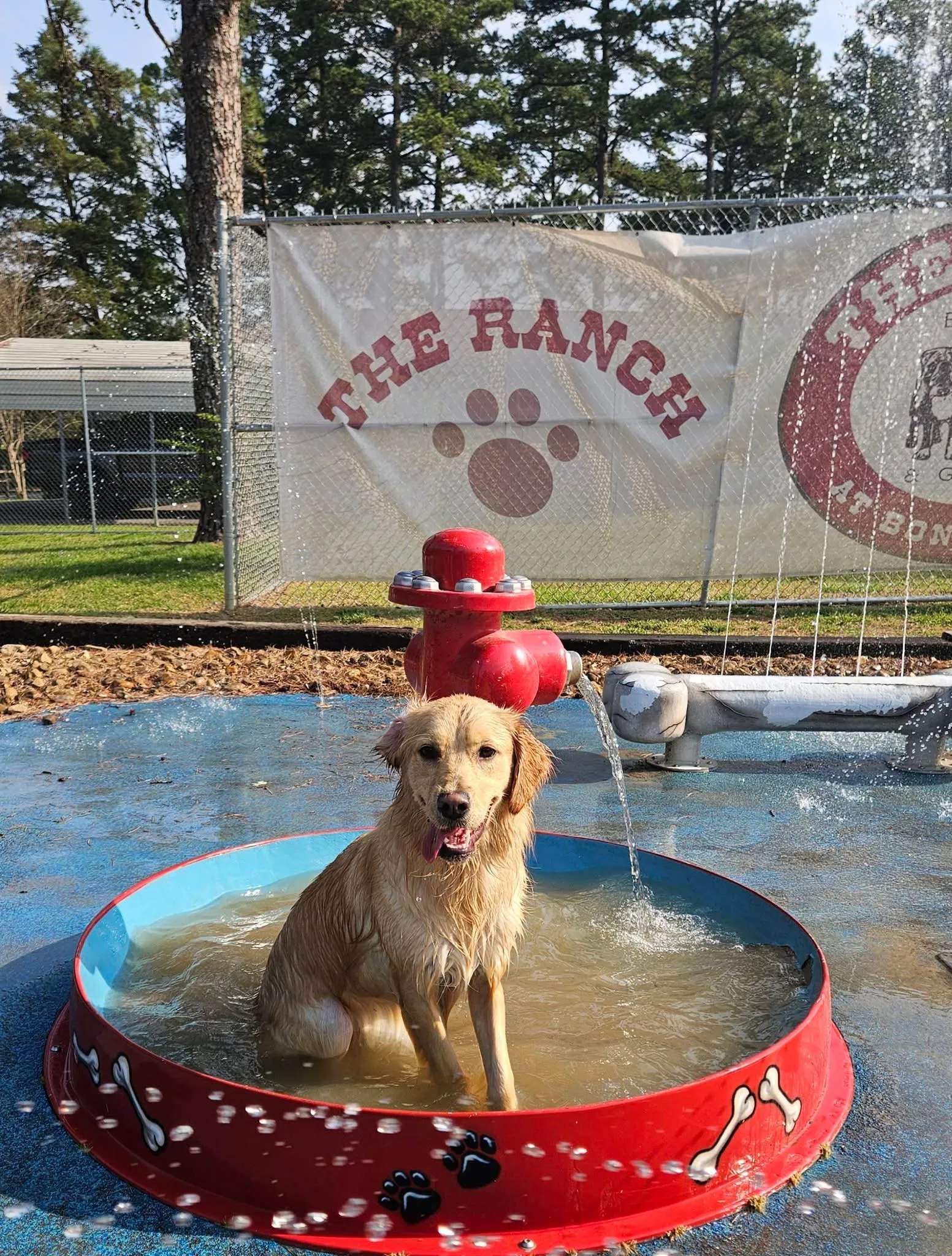 Golden retriever happily sitting in a splash pool at The Ranch at Bonny Oaks on a sunny day