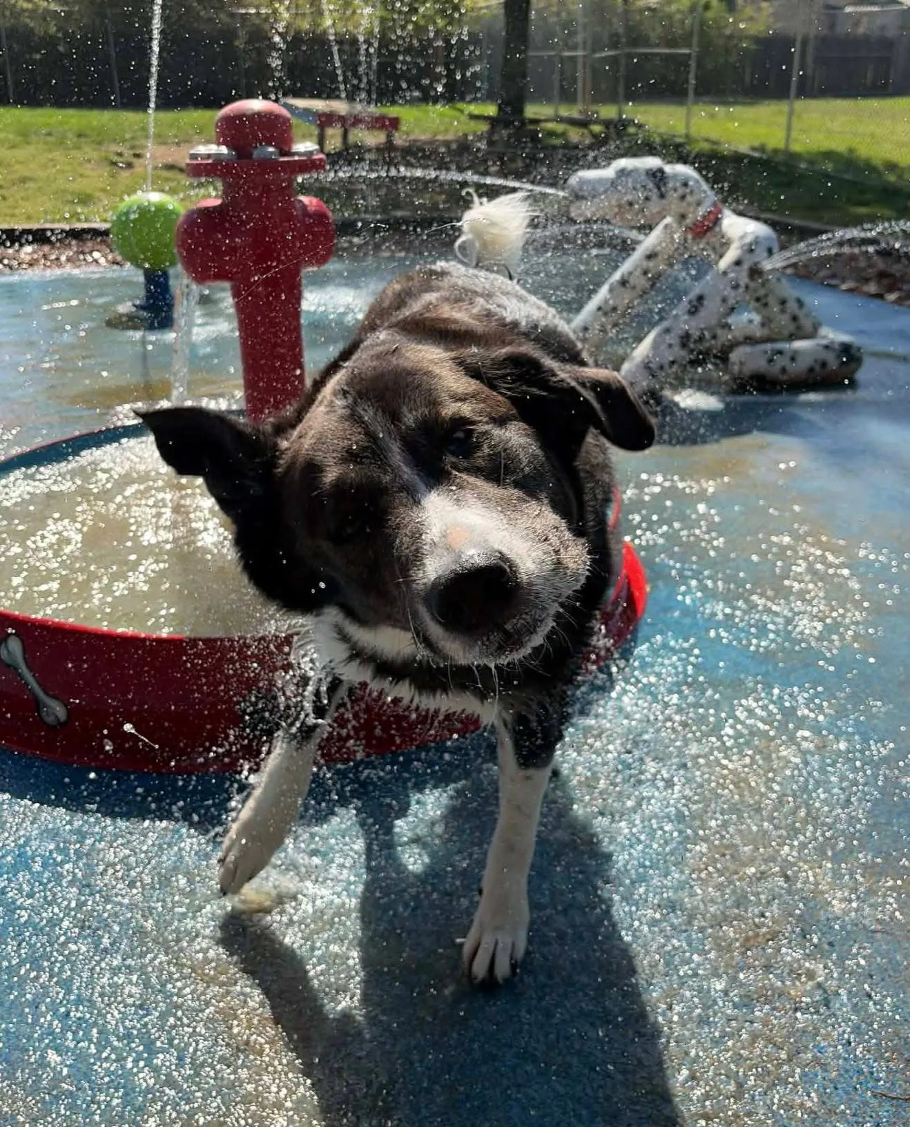 A husky-mix shaking off water under the sprinklers at the splash pad
